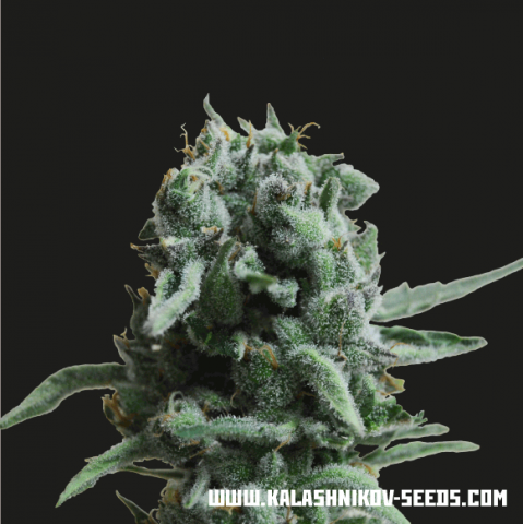 Kalashnikov Seeds White Widow 47 Feminisiert