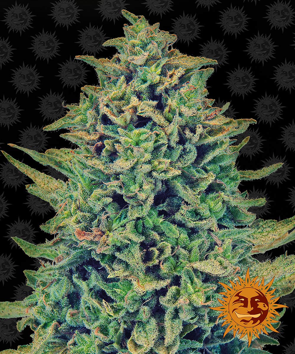 Barney's Farm CBD Blue Shark, feminisiert