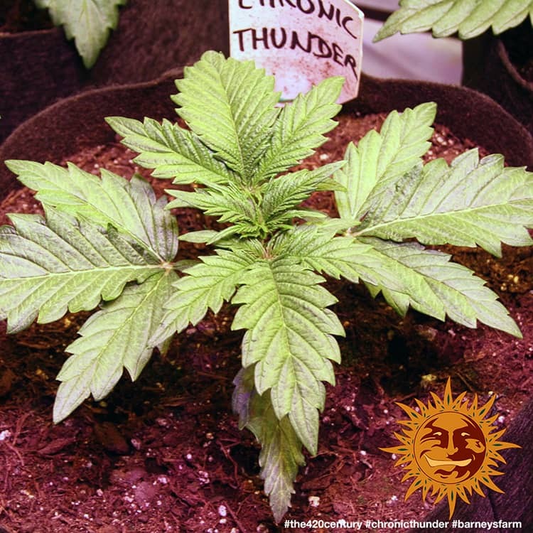 Barney's Farm Chronic Thunder Feminisiert