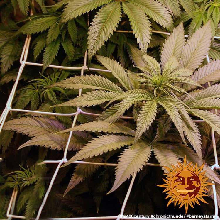 Barney's Farm Chronic Thunder Feminisiert