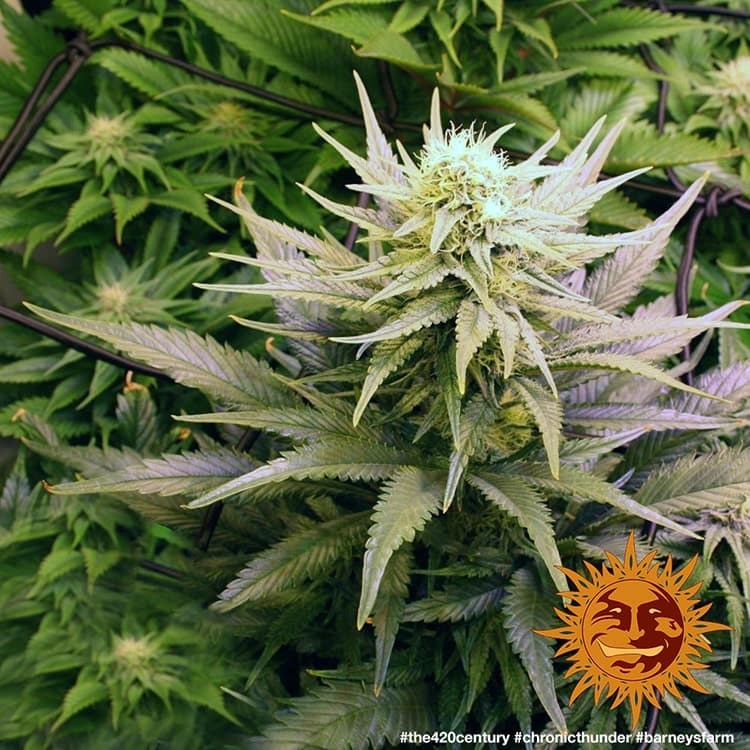 Barney's Farm Chronic Thunder Feminisiert