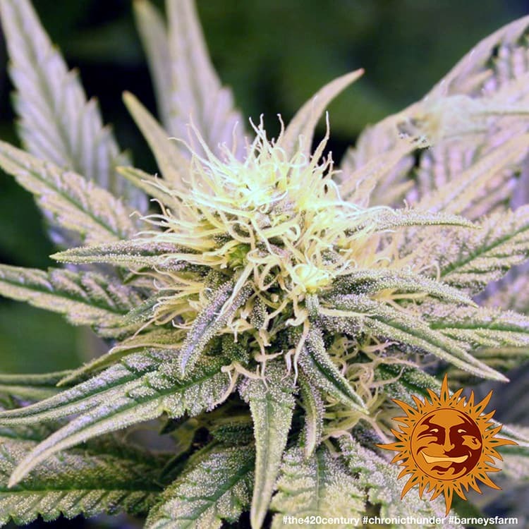 Barney's Farm Chronic Thunder Feminisiert