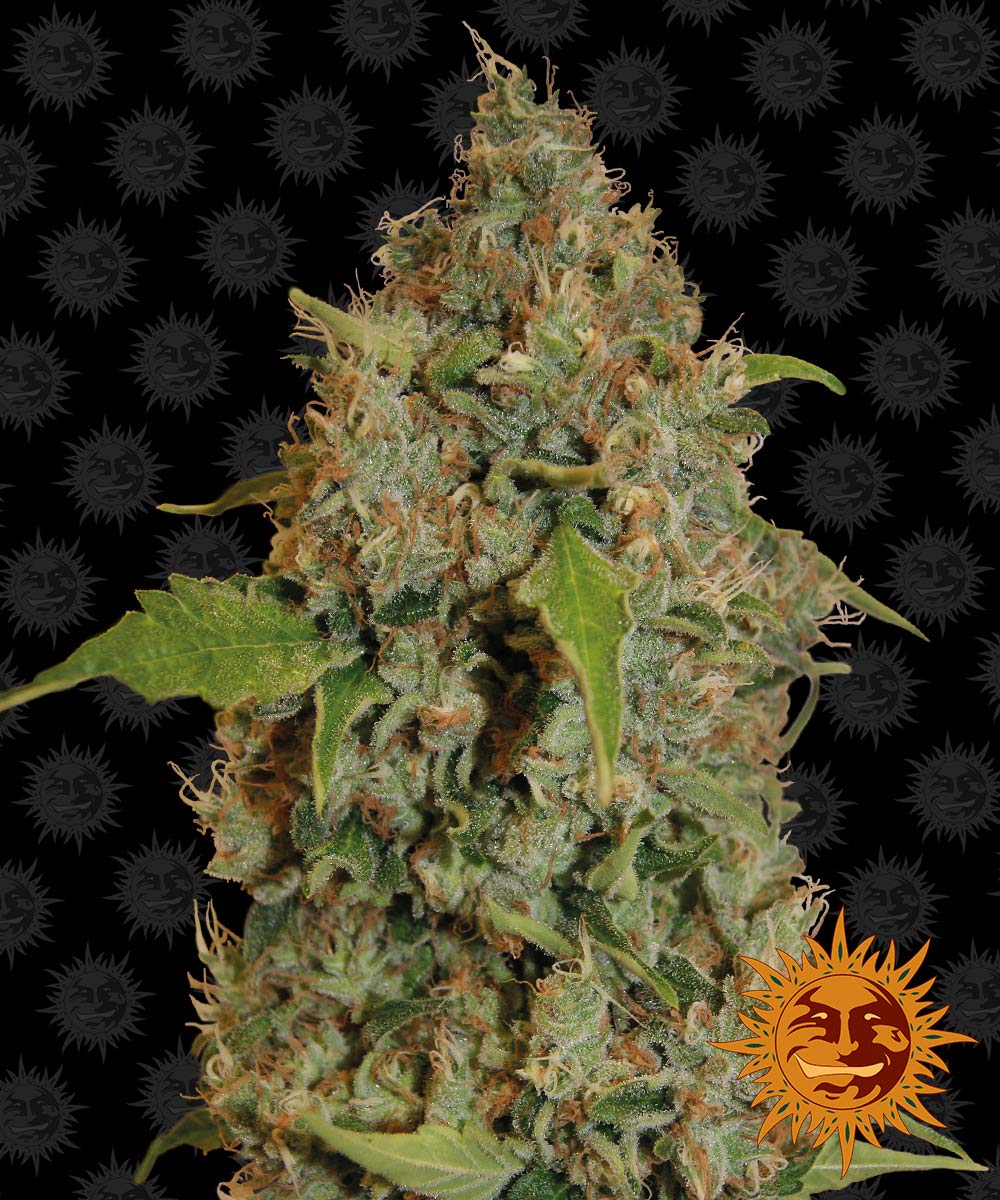 Barney's Farm Chronic Thunder Feminisiert