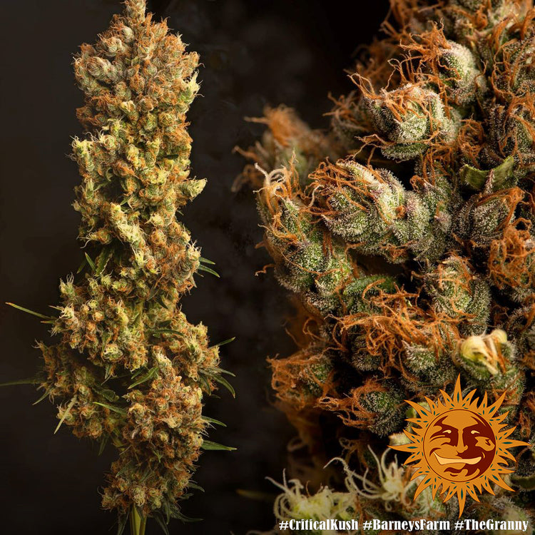 Barney's Farm Critical Kush feminisiert