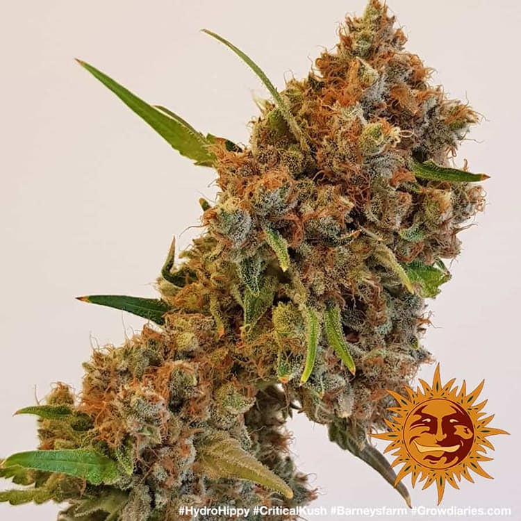 Barney's Farm Critical Kush feminisiert