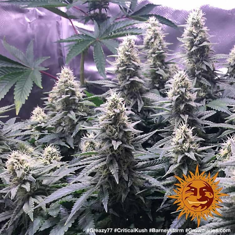 Barney's Farm Critical Kush feminisiert