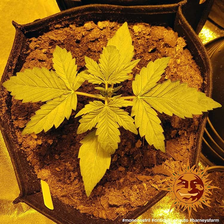 Barney's Farm Critical Kush Auto Feminisierte Autoflower