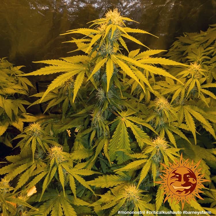 Barney's Farm Critical Kush Auto Feminisierte Autoflower