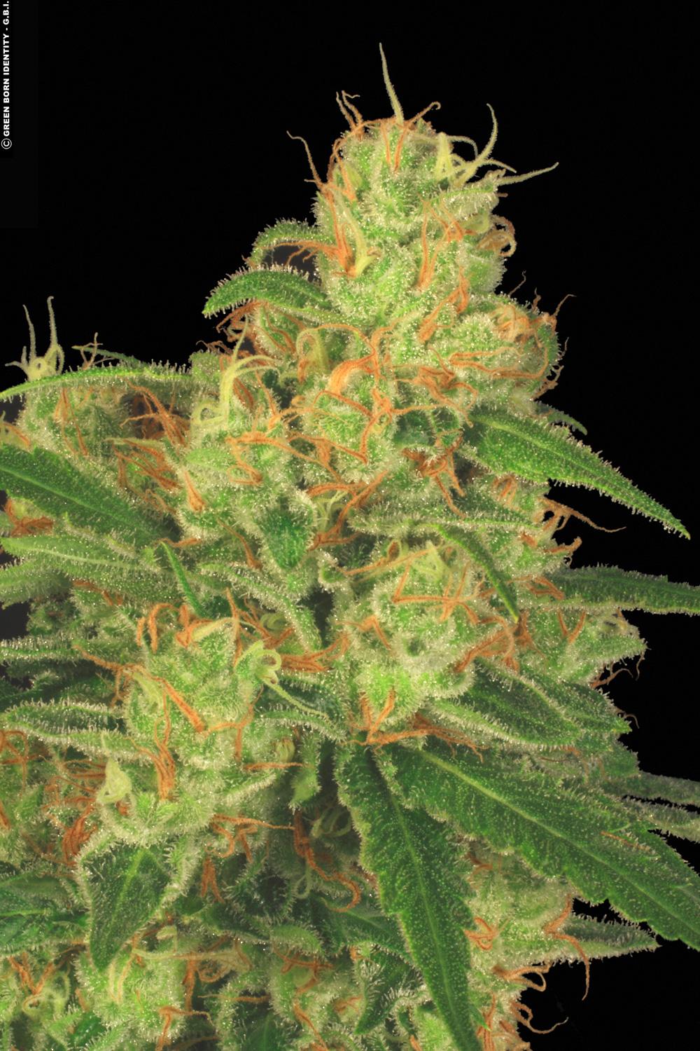 Paradise Seeds Auto Acid