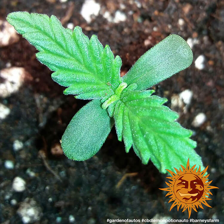 Barney's Farm CBD Lemon Potion Auto Feminisiert Autoflower