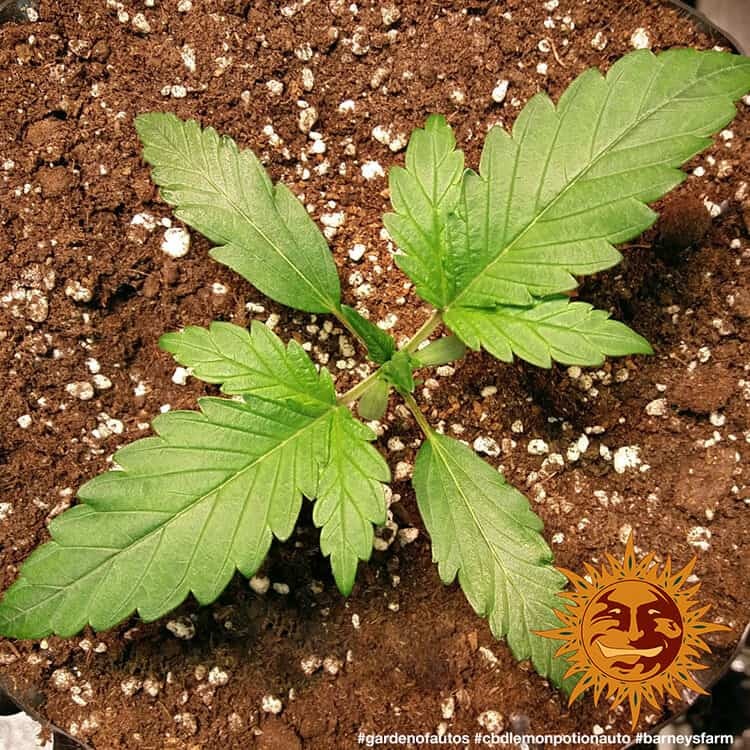 Barney's Farm CBD Lemon Potion Auto Feminisiert Autoflower