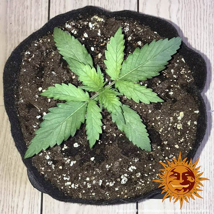 Barney's Farm CBD Lemon Potion Auto Feminisiert Autoflower