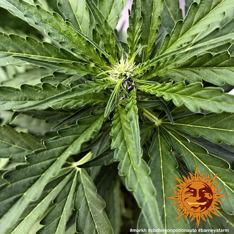 Barney's Farm CBD Lemon Potion Auto Feminisiert Autoflower