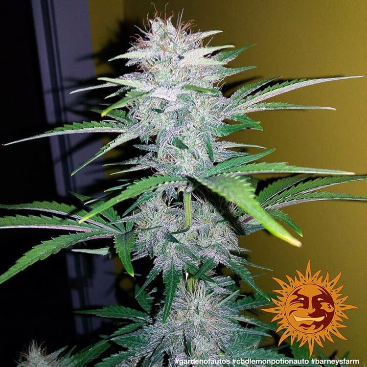 Barney's Farm CBD Lemon Potion Auto Feminisiert Autoflower