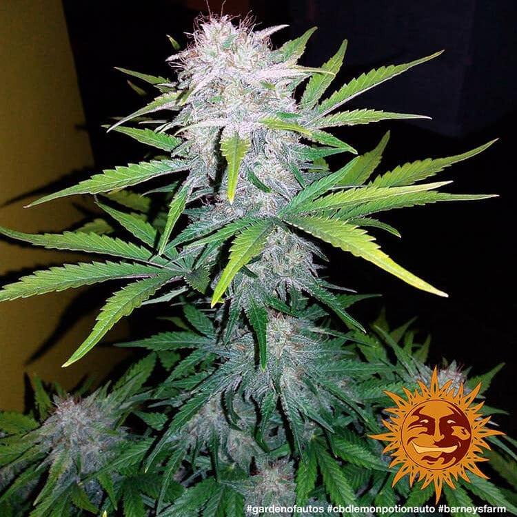 Barney's Farm CBD Lemon Potion Auto Feminisiert Autoflower
