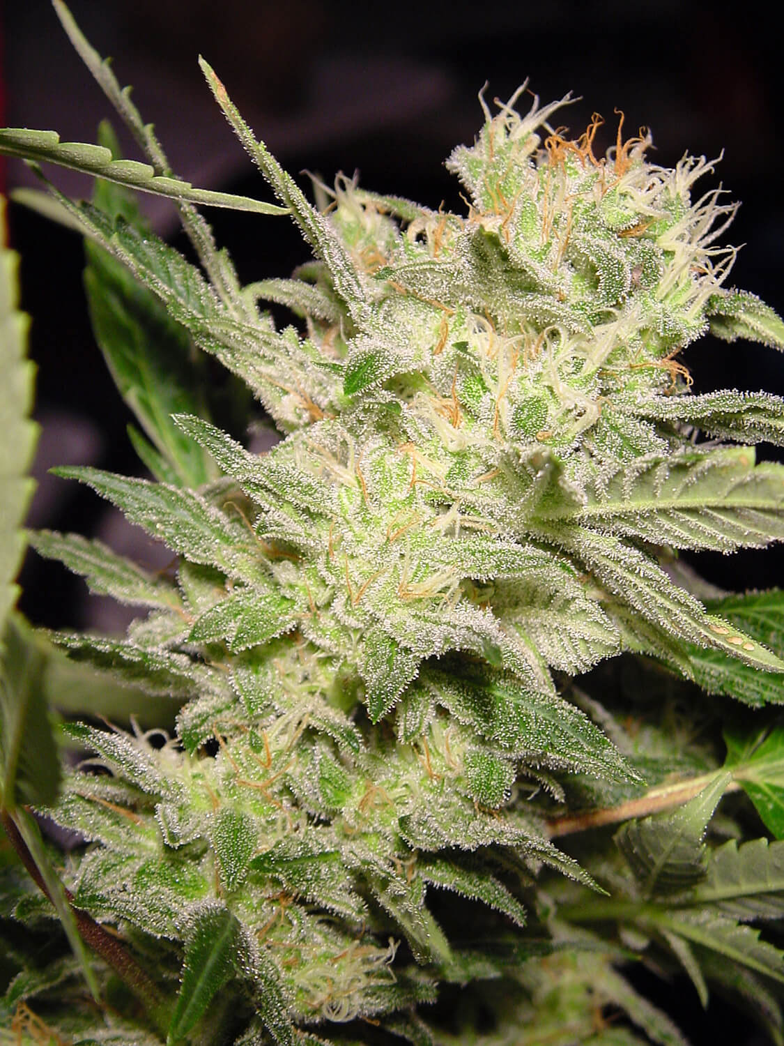 Paradise Seeds Auto Jack