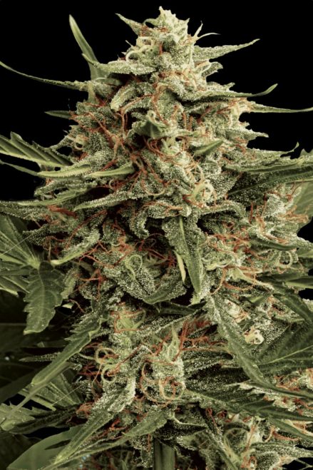 Paradise Seeds Automaria II Feminisierte Autoflower