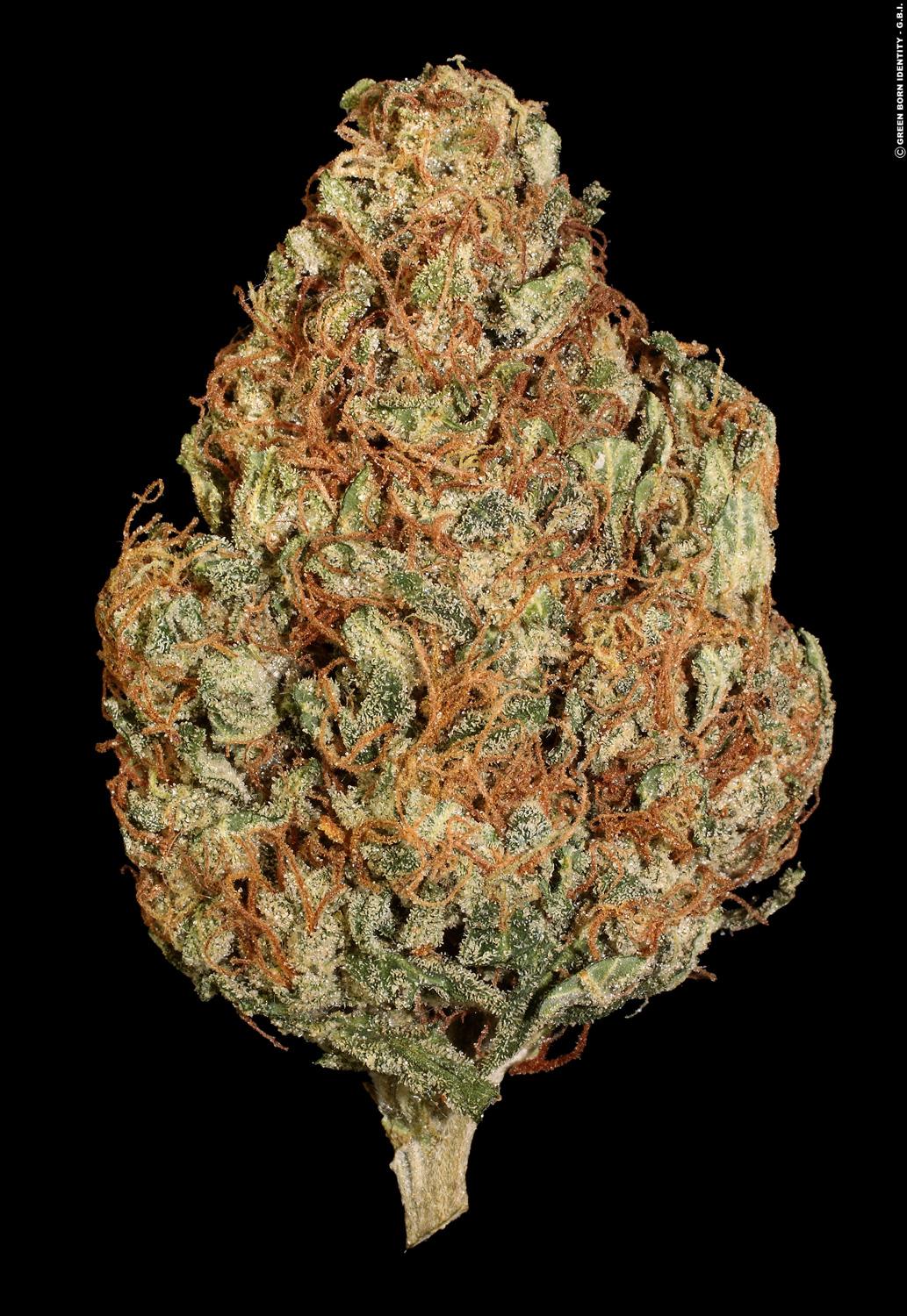 Paradise Seeds Automaria II Feminisierte Autoflower