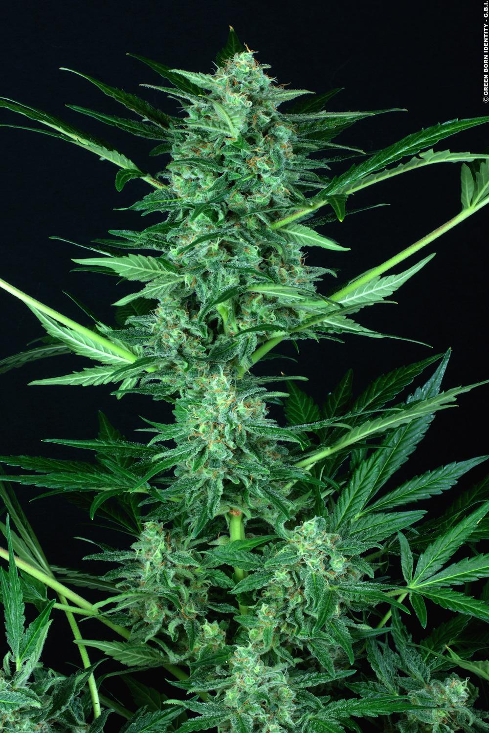 Paradise Seeds Auto Wappa