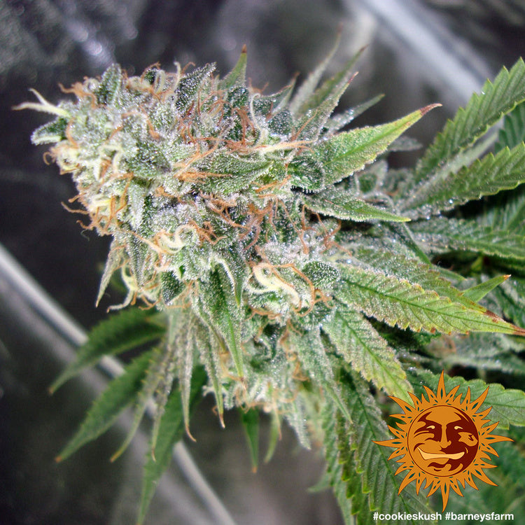 Barney's Farm Cookies Kush Feminisiert