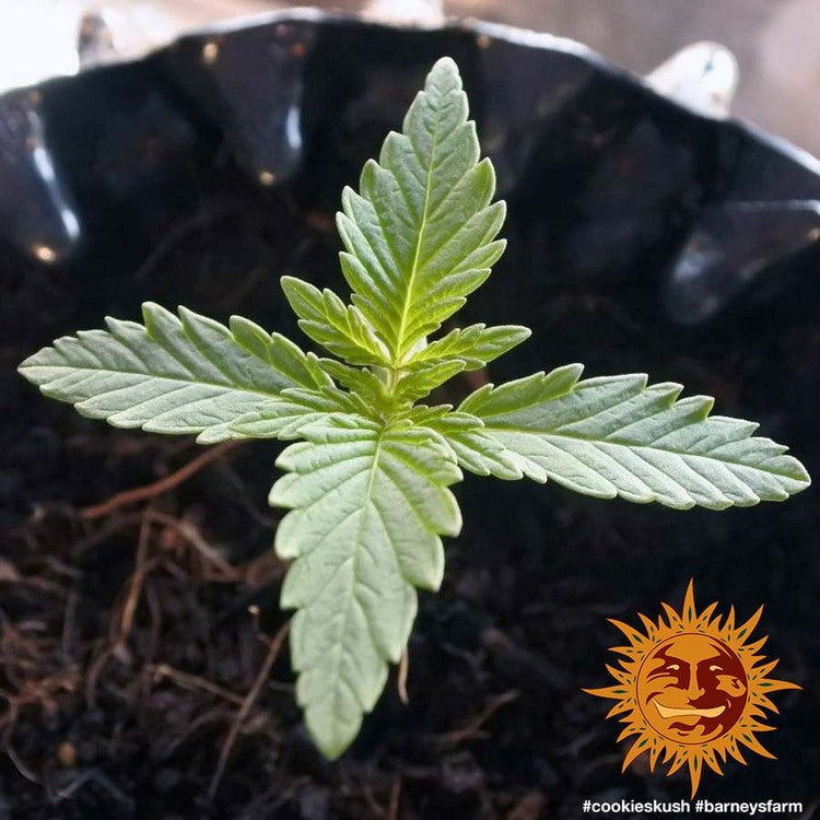 Barney's Farm Cookies Kush Feminisiert