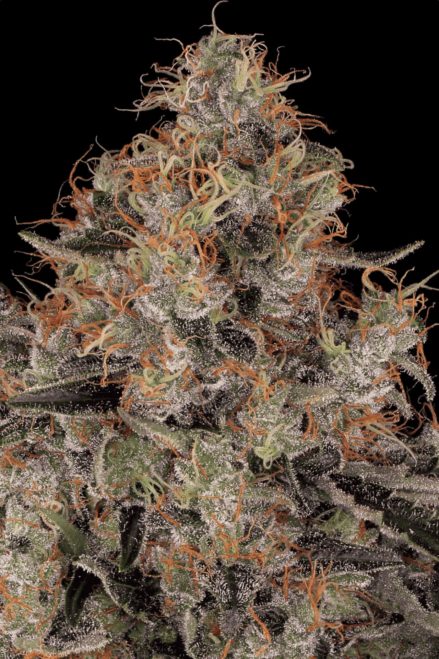 Paradise Seeds CHONG'S CHOICE Blue Kush Berry feminisiert