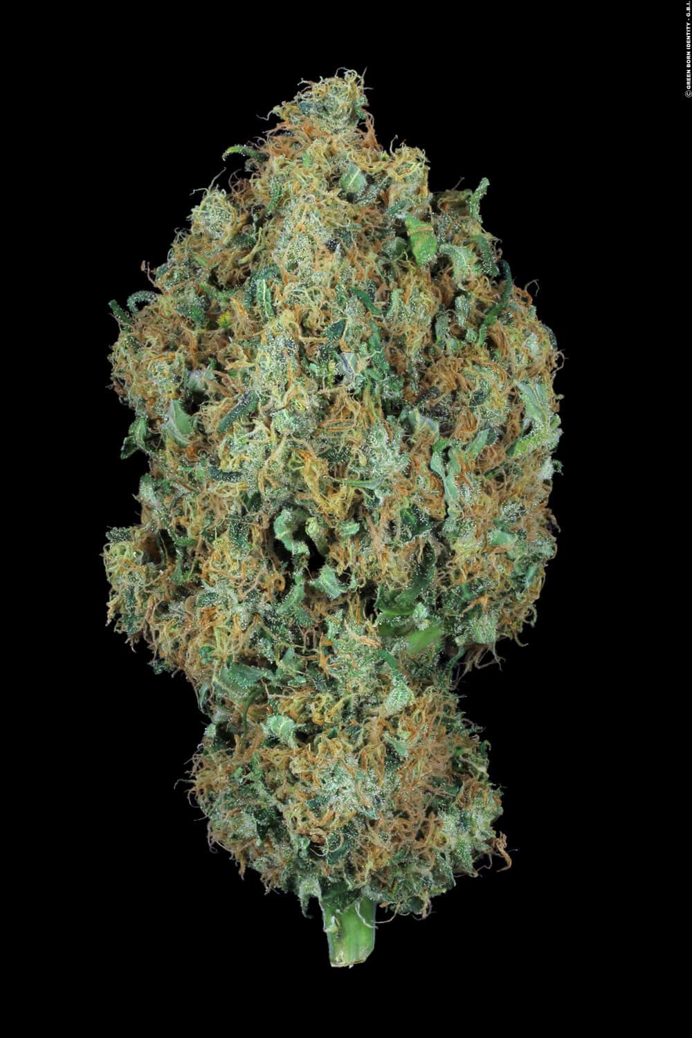 Paradise Seeds Original Cheese feminisiert