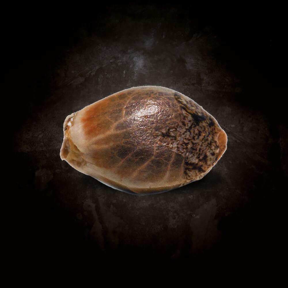 Paradise Seeds Original Cheese feminisiert