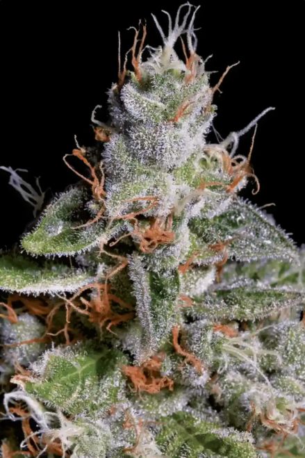 Paradise Seeds Original Cheese feminisiert