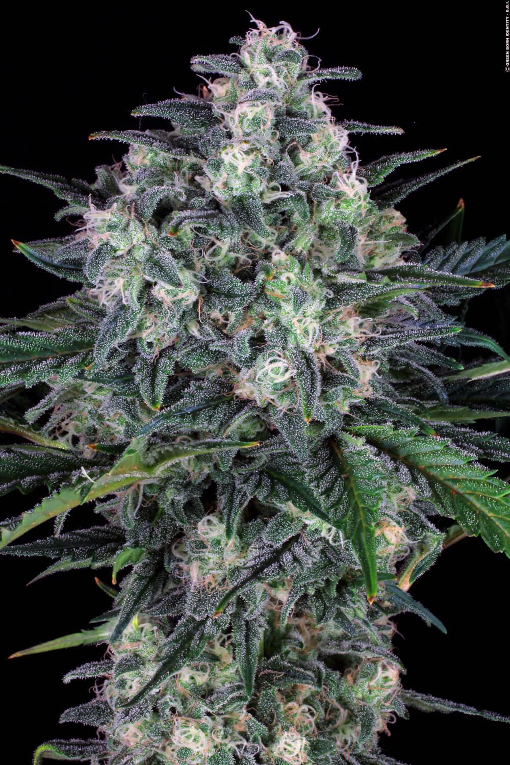 Paradise Seeds Original Cheese feminisiert