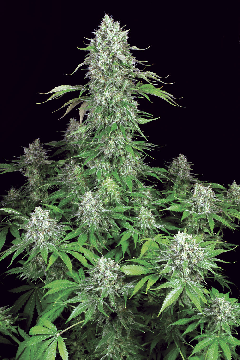 Paradise Seeds Dutch Dragon Regular