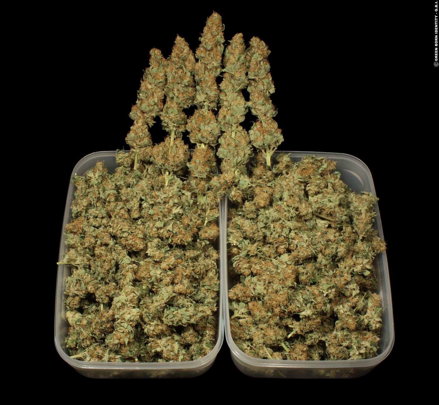 Paradise Seeds Lucid Bolt feminisiert