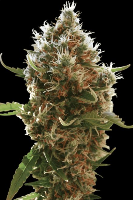 Paradise Seeds Lucid Bolt feminisiert