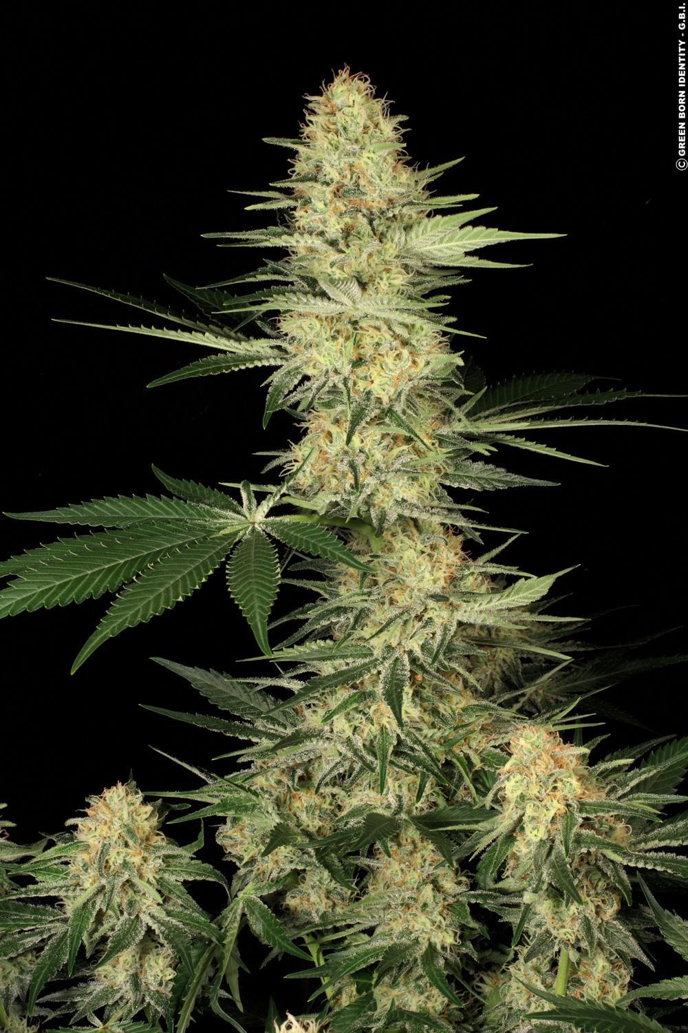 Paradise Seeds Lucid Bolt feminisiert