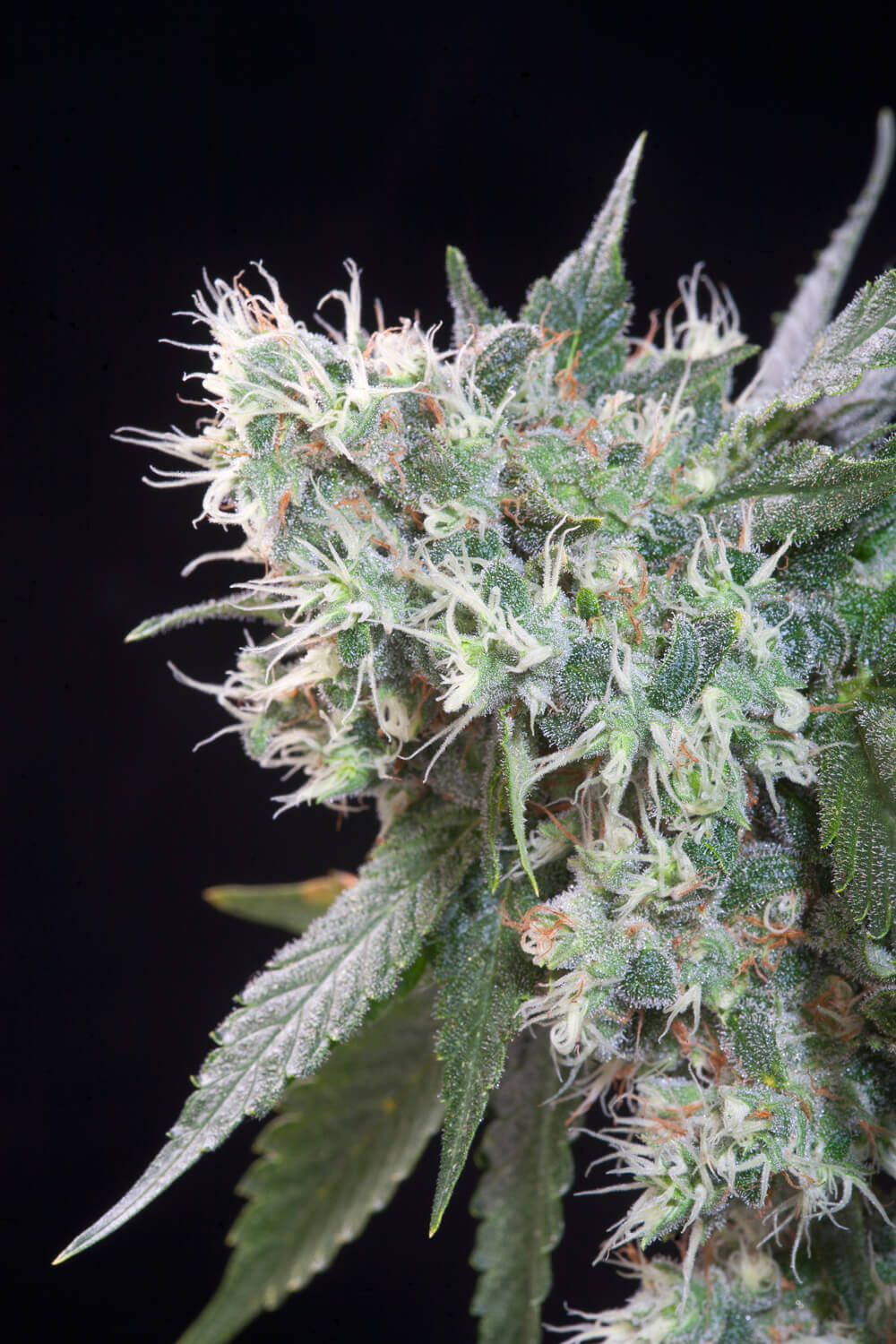Paradise Seeds Magic Bud Regulär