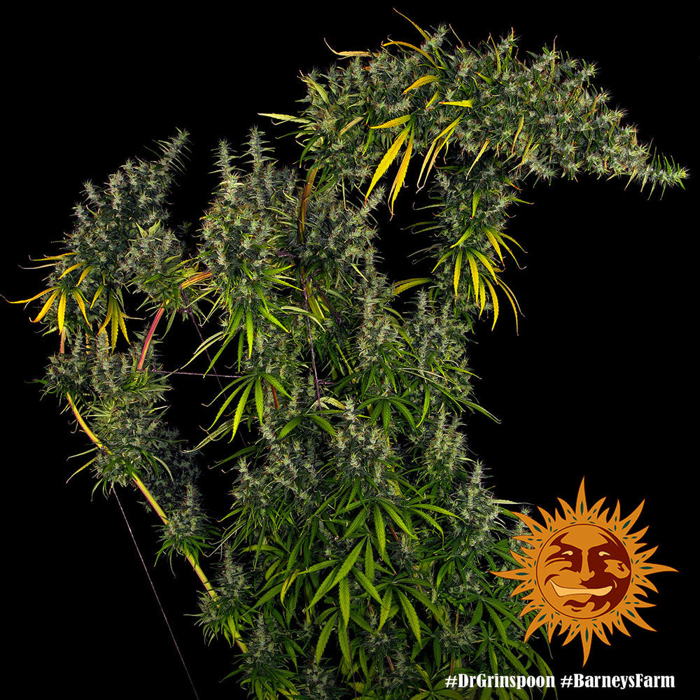 Barney's Farm Dr Grinspoon Feminisiert