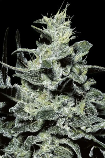 Paradise Seeds Nebula Regulär