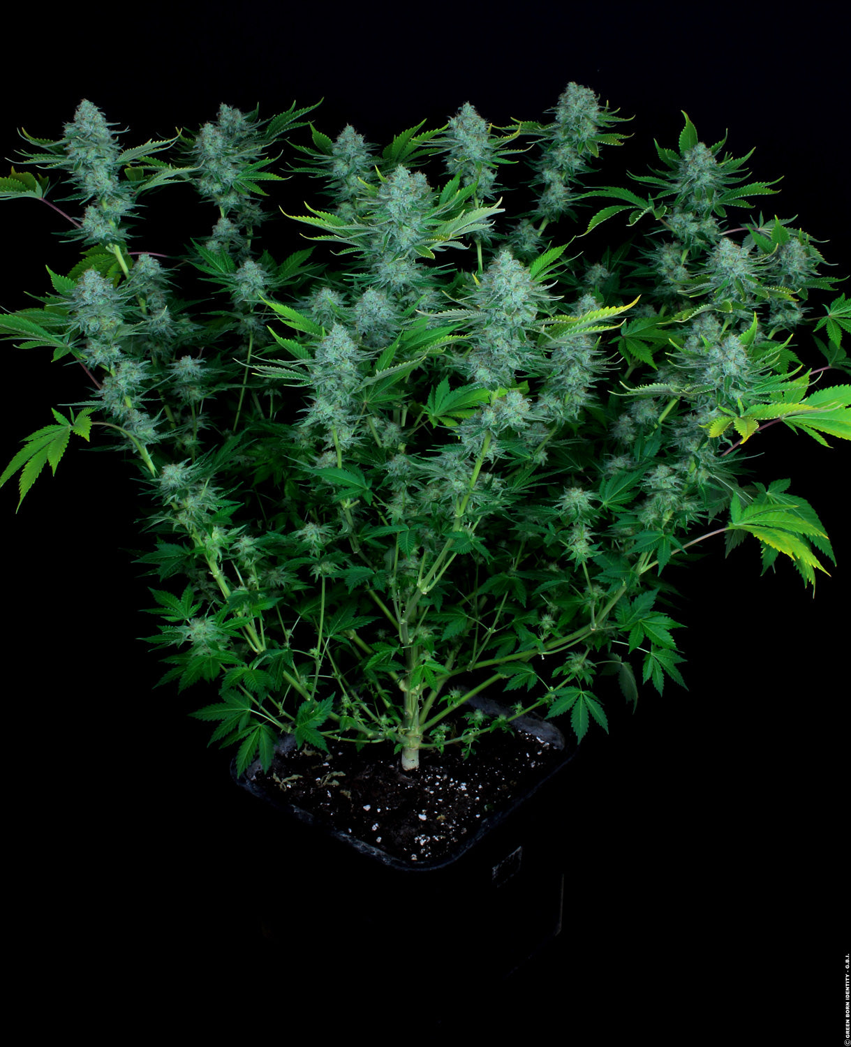 Paradise Seeds Nebula Regulär