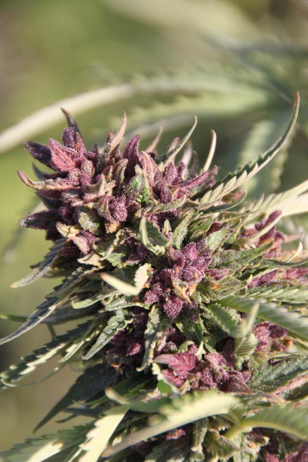 Paradise Seeds Sweet Purple feminisiert