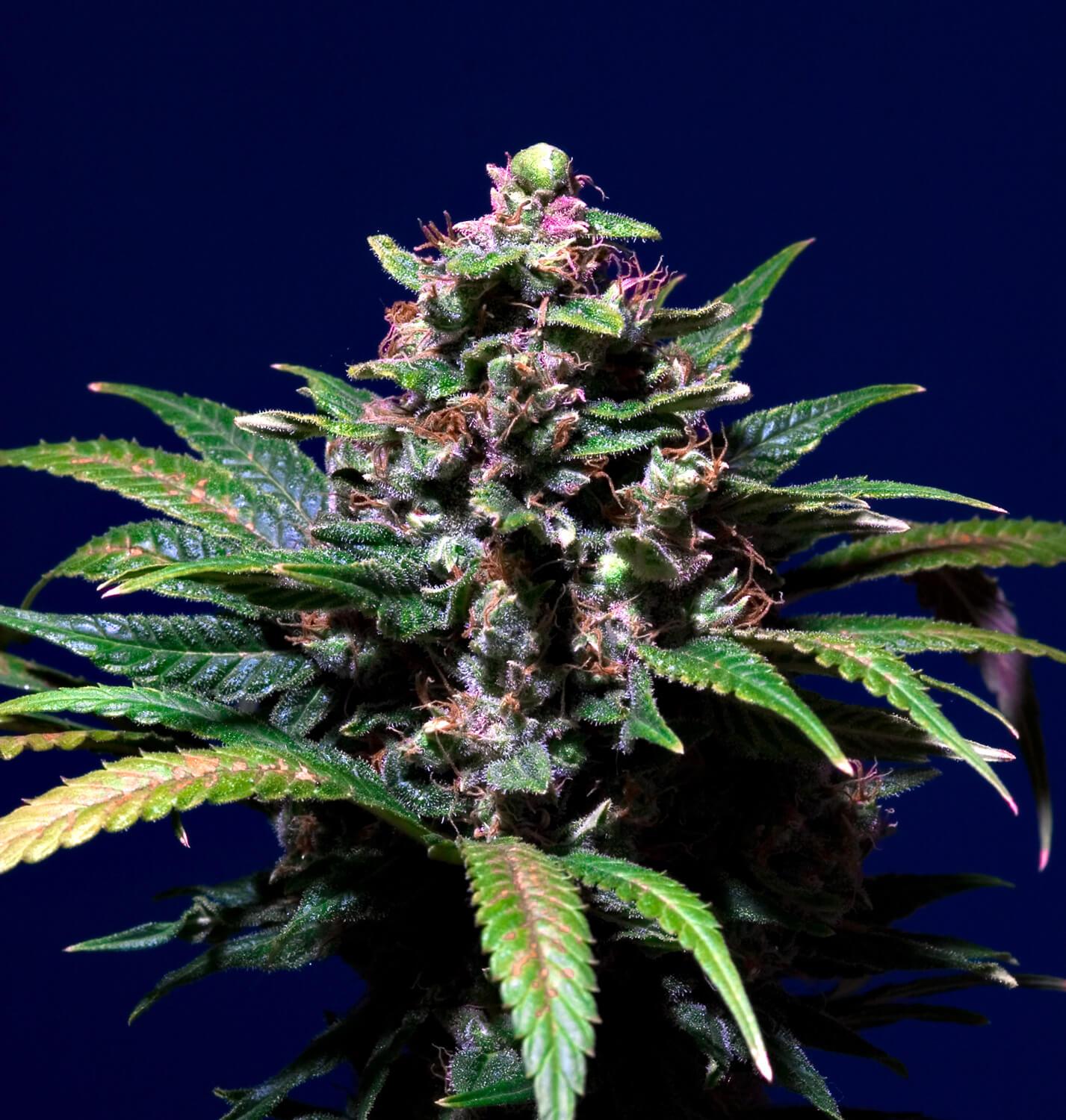 Paradise Seeds Sweet Purple feminisiert
