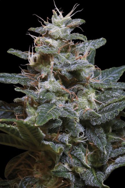 Paradise Seeds Sweet Purple feminisiert