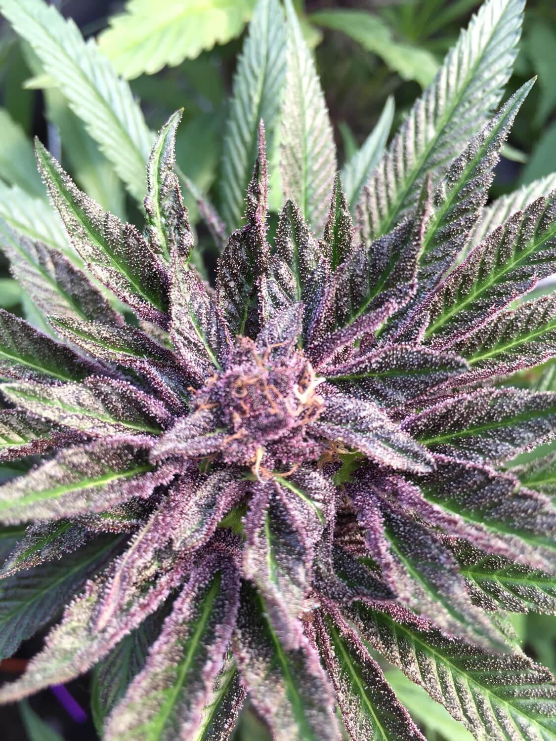Paradise Seeds Sweet Purple feminisiert