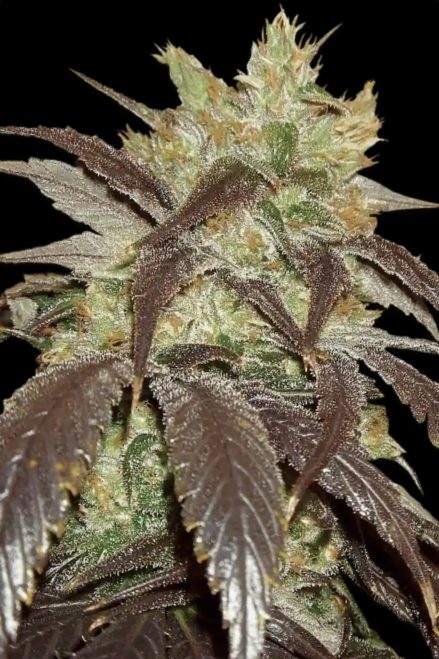 Paradise Seeds Spoetnik#1 Feminisiert