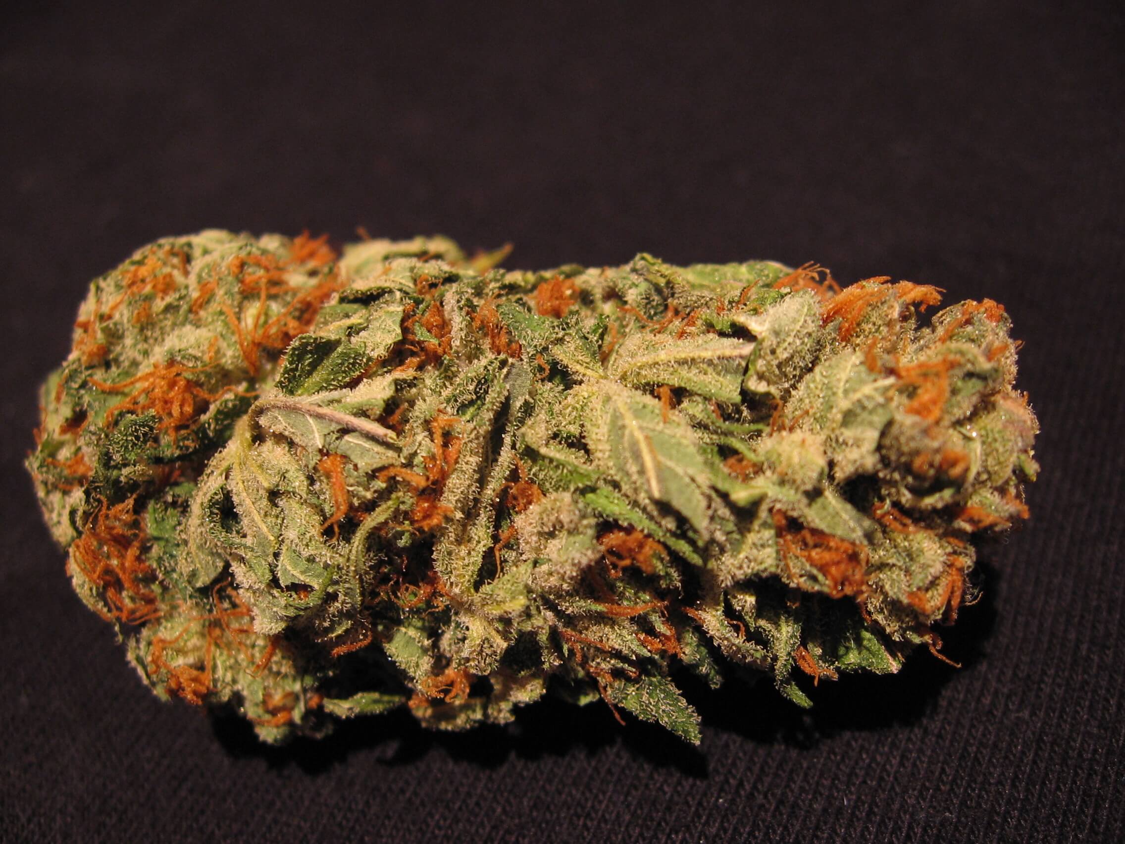 Paradise Seeds Spoetnik#1 Feminisiert