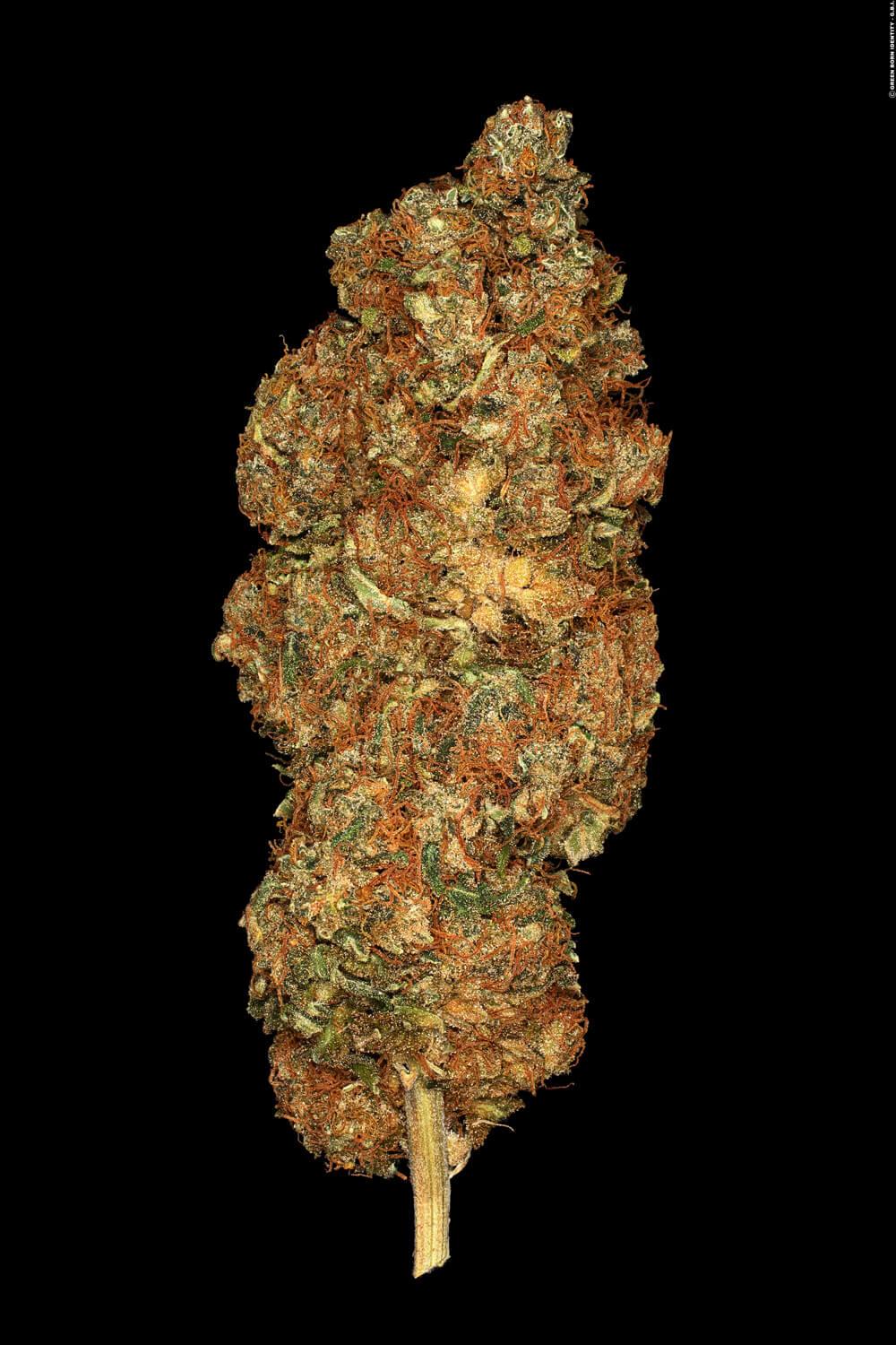 Paradise Seeds Space Cookies feminisiert