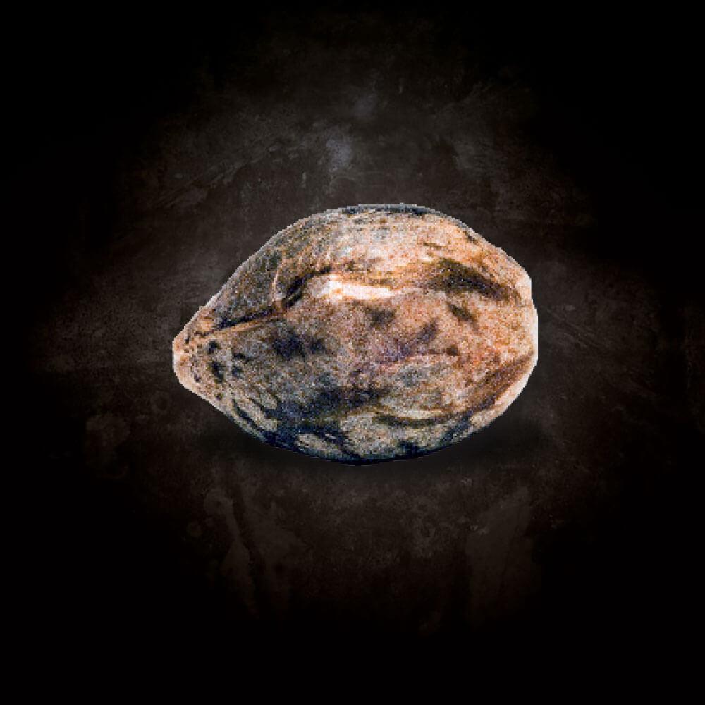 Paradise Seeds Space Cookies feminisiert