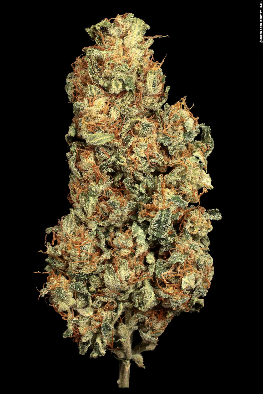 Paradise Seeds Vertigo Auto