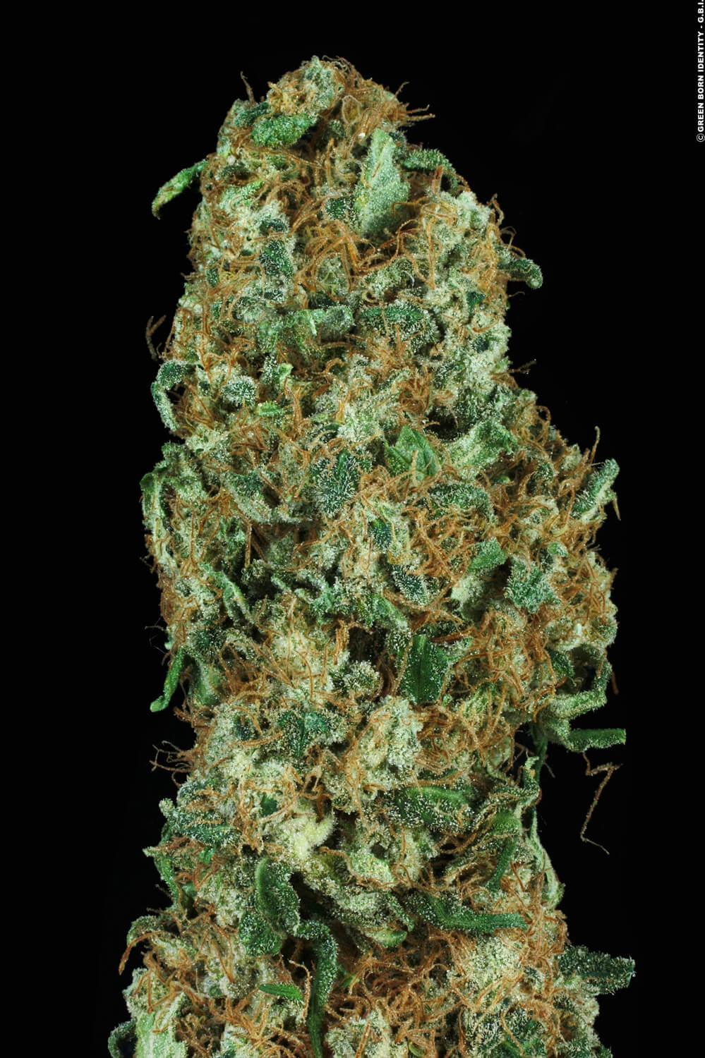 Paradise Seeds Original White Widow feminisiert