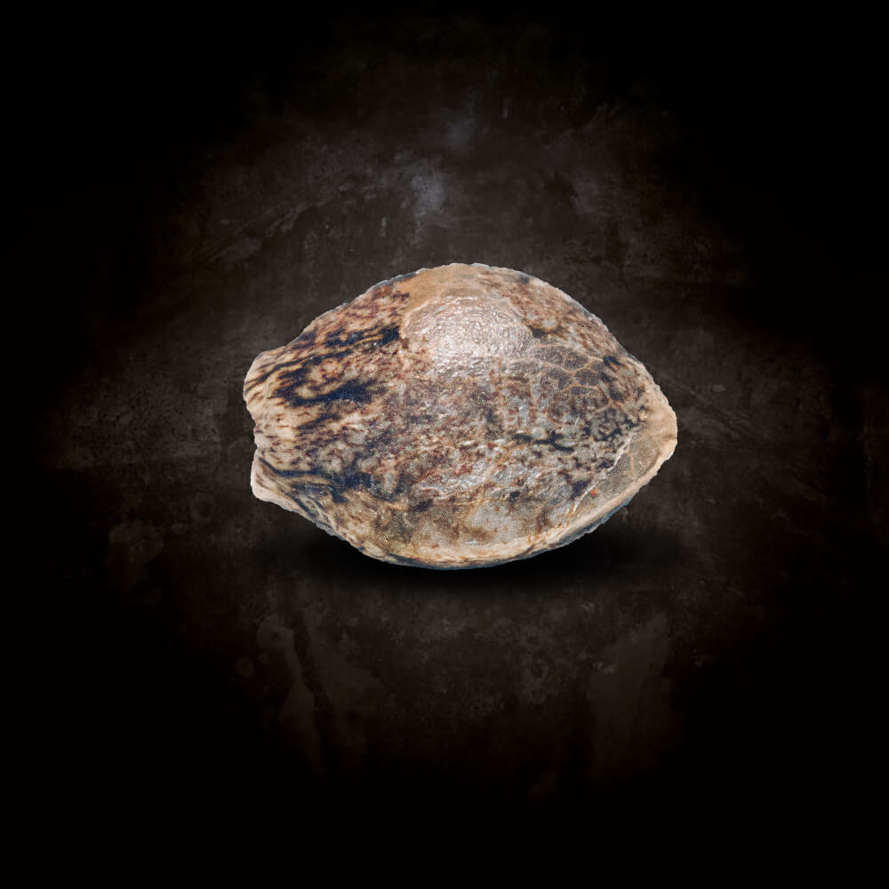 Paradise Seeds Original White Widow feminisiert