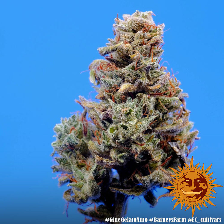 Barney's Farm Glue Gelato Auto